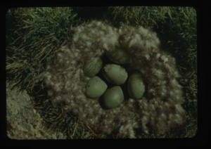 Image of Nest with six eggs