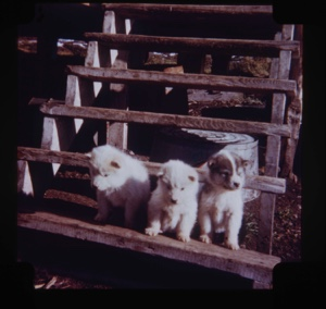 Image of Three Eskimo [Inuit] pups on steps