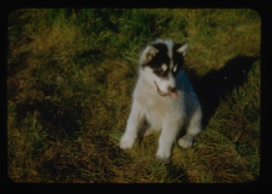 Image of Eskimo [Inuk] pup