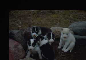 Image of Five Eskimo [Inuit] pups