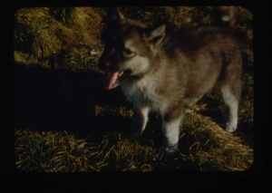 Image of Eskimo [Inuk] pup