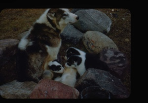 Image of Eskimo [Inuit] dog and pups