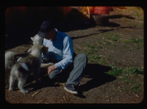 Image of Donald MacMillan playing with pups