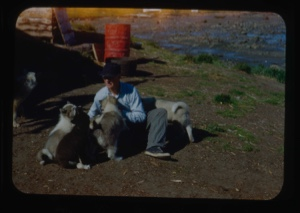 Image: Donald MacMillan playing with pups