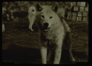 Image of Eskimo [Inuk] dog