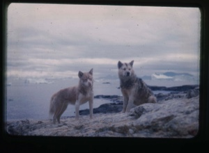 Image of Two Eskimo [Inuit] dogs