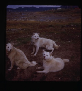 Image of Eskimo [Inuit] pups