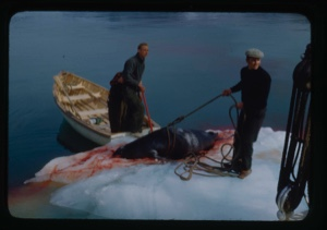 Image of Stan and Novio bringing seal ashore