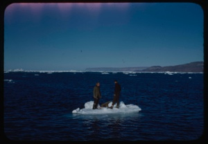 Image: Albert Barnes and Paul Eitel on ice pan with walrus