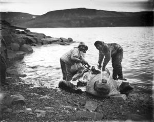 Image of Eskimos [Inuit] skinning a walrus