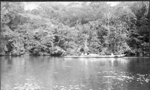 Image of Poling a long boat. Dense trees beyond