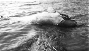 Image of Captured small whale