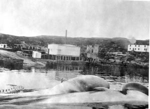 Image: Whaling station. Whale carcasses in foreground