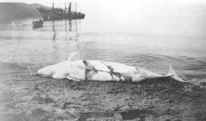 Image of Small whale on beach