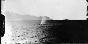 Image: Whale, spouting