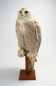 Image: Snowy owl mount prepared by Robert E. Peary
