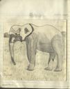 Image of elefante [elephant]