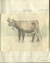 Image of tuktuvak [cow]