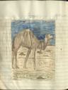 Image of kamele [camel]