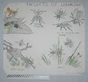 Image of Insects of Labrador