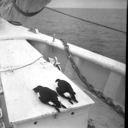 Image of End of flight for two razor billed auks