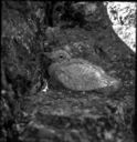 Image of McGarry Eider Duck,  [young]
