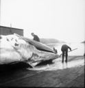 Image of Whale cutting up, at Hawk Harbor