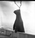 Image of Walrus comes aboard!