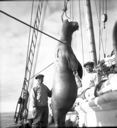 Image of Walrus hunt