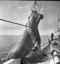 Image of Walrus hunt