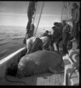 Image of Crew and walrus