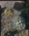 Image of Nest of eider duck on a tiny island, 80 degrees N 2 copies;