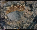 Image of Arctic plants -- mostly saxifrage.