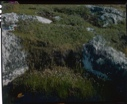 Image of Arctic meadow