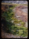 Image of mosses and polar plants, mid summer