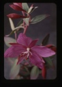 Image of Epilobium angustifolium, fire weed, 4 [Chamaenerion latifolium]