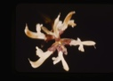 Image of Pedicularia lappanica