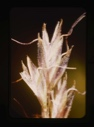 Image of festuca alpinum