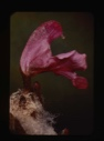 Image of pedicularia lapponica