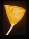 Image of papaver radicatum