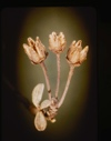 Image of seed pods