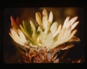 Image of leaf rosette