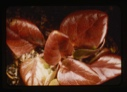 Image of copper-colored leaves
