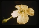 Image of white flower, greenish highlight