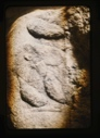 Image of fossil seeds