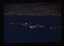 Image of four kayakers racing