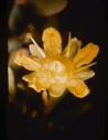 Image of saxifraga (leptaria sp?) aizoides