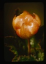 Image of Rubus chamaemorus, baked-apple berry