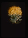 Image of sedum roseum, roseroot
