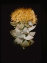 Image of Sedum Roseum Roseroot [Rhodiola rosea]